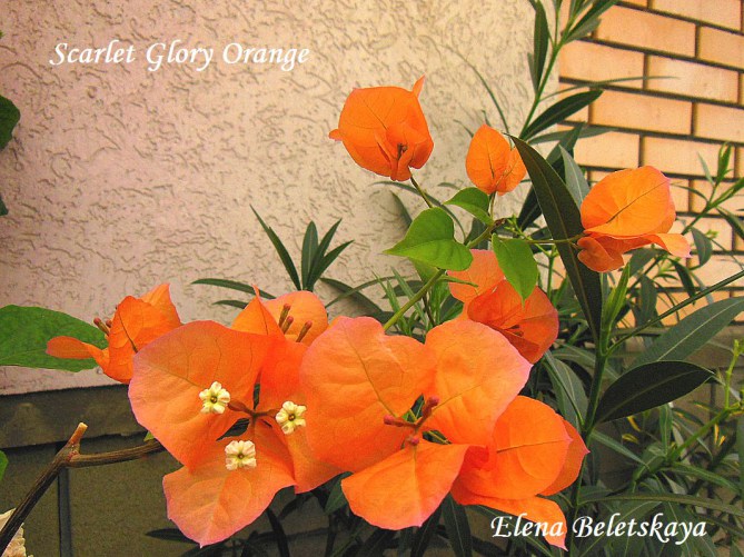 Scarlet Glory Orange1